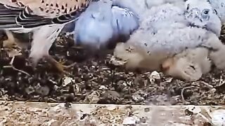 zalim shekari #viral #shorts #reels #viralvideos #shortsvideos#action