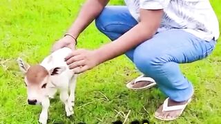 World's  Smallest cow