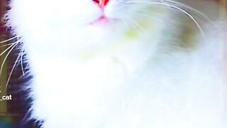 Cats and vats