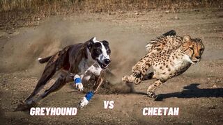 Greyhound vs Cheetah- WHO WINS THIS RACE_ ????.
