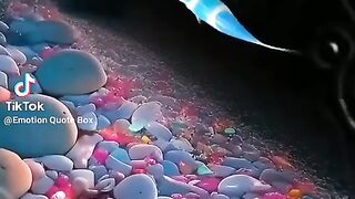 Fish in the pond