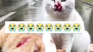 کسی ظالم نے کیا حال کیا ہے