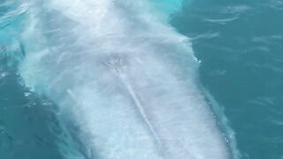 the big whale is breathing