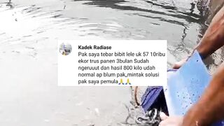 Cara mengetahui NORMAL atau TIDAK alur budidaya ikan lele kalian