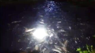 Paling senang ngasih makan ikan lele malam hari, lahapnya bukan main