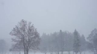 Surviving the Elements: A Camping Adventure in a Snowstorm