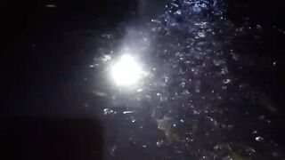 Ngasih makan ikan lele dikolam ke 2❗Masih tetap rakus