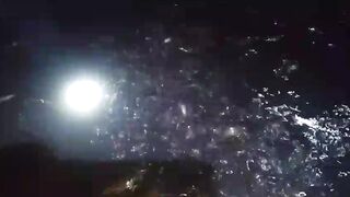 Ngasih makan ikan lele dikolam ke 3❗Makin malam malah makin rakus