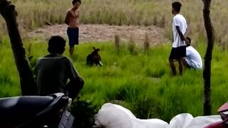 adu ayam bikin merinding