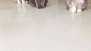 Cat Can See Ghost