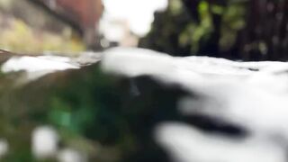 Beautiful fish