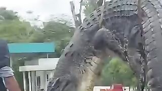 Buaya raksasa