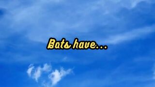 Animal Facts        Bat Anatomy          #shorts