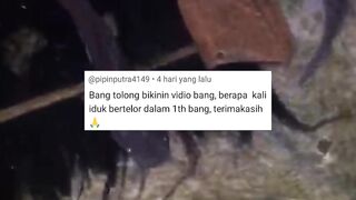 Berapa kali induk lele dipijahkan dalam 1 tahun