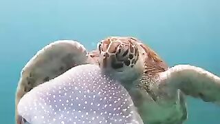 Seekor penyu memakan ubur ubur