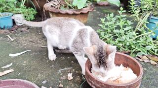 A beautiful cat's eating rice.