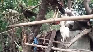 ternak ayam