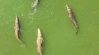 crocodiles fighting for food