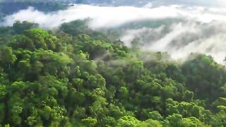 The World’s Largest Tropical Rainforest Scenic Relaxation Film Amazon 4k