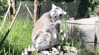 King julien