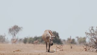 Zebra