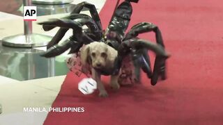 Manila mall hosts pet halloween party featuring giant tarantula poodle.