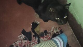 Catfood