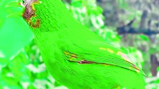 মাশাল্লাহ সুন্দর একটি পাখি।