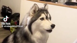 Viral Weekly - Best of ...   Funny Husky Moments  #funnydogvideos #do... See more