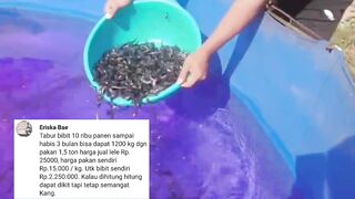KEUNTUNGAN NYATA BUDIDAYA IKAN LELE 10.000 EKOR PAKAN FULL PELET❗