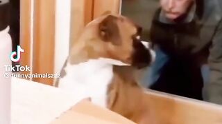 Funny Animals ZZZ 2023-11-02  301K  The end episode 155 #funny #pet #animals #funny