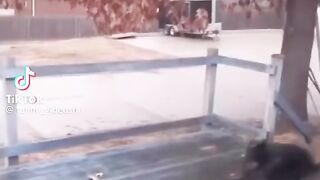 funny_videosm - 2023-07-22  Funny Videos, cats and dogs #funnyvideos #cat #d