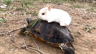 Very, very slow ????