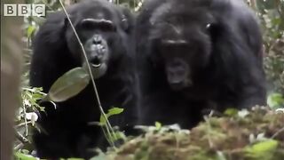 Violent chimpanzee attack.