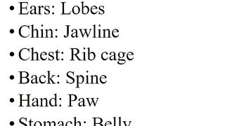 Human Body Parts Along With Substitute Words or Slang