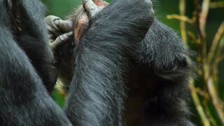 Bonobos Hunt Down Colobus Monkeys.