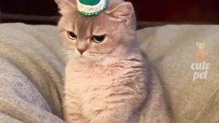My Cat
