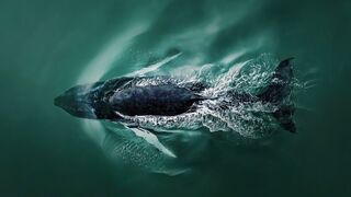 Discover the awe-inspiring beauty of nature