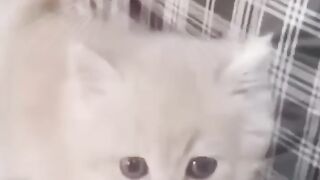 Beautiful and fun cats