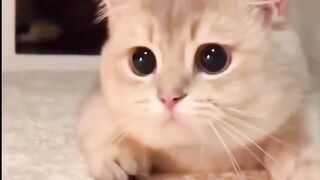 Beautiful and fun cats