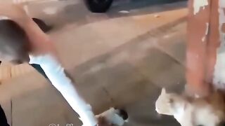 cute animals