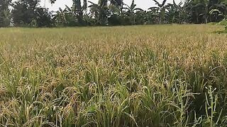 A stretch of rice plants ready to harvest