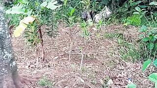 Good kebon