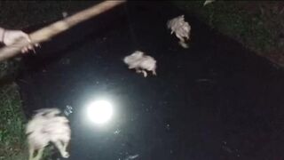 Pemberian pakan alternatif untuk ikan lele disarankan pada malam hari
