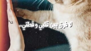 قطة هي حياة