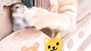Cute little rattie