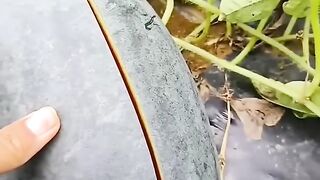 হযরত ওমর [ র]: তায়ালা ও