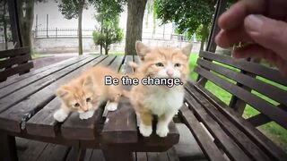Orange cats ????