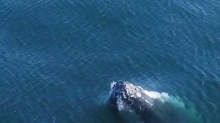 big whale
