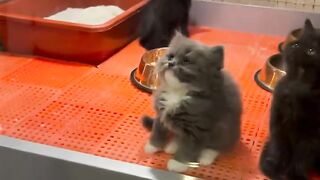 عشق قطط لا يعرفه الا عشاق #A love of cats that only lovers know